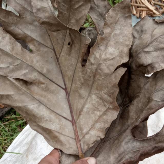 Daun Sukun - Artocarpus Communis Altilis Breadfruit Leaf (Dried and Powder)