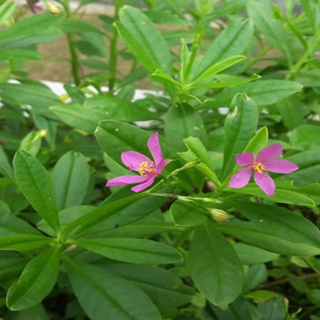 Gingseng Jawa Bubuk Kolosom Jawa  - Talinum paniculatum (Dried and Powder)