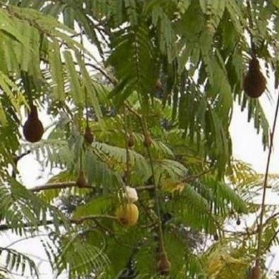Biji Kedaung Kedawung Peundeuy Parkia Roxburgii G. Don. seed (Dried and Powder)