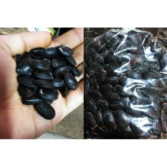 Biji Kedaung Kedawung Peundeuy Parkia Roxburgii G. Don. seed (Dried and Powder)