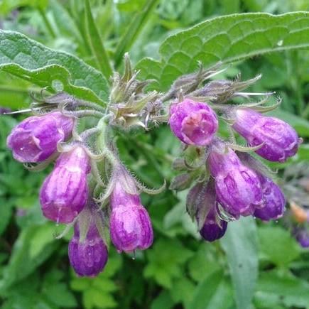 Daun Komfrey Komprey Gomfro Comfrey Kang Fu Li Symphytum Leaf (Dried and Powder)