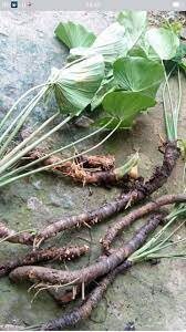 Nampu/Nyampu Bubuk - Homalomena Occulta Powder