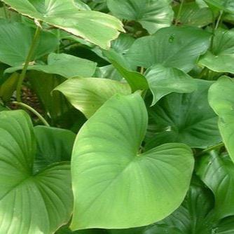 Nampu/Nyampu Bubuk - Homalomena Occulta Powder