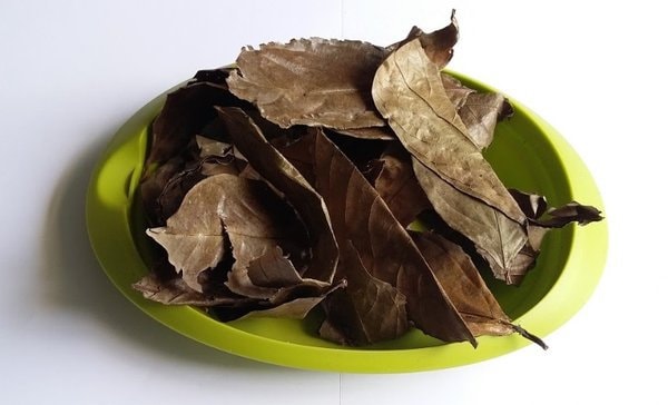Daun Kepel - Stelechocarpus Burahol Leaf (Dried and Powder)