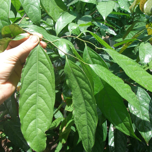 Daun Kepel - Stelechocarpus Burahol Leaf (Dried and Powder)