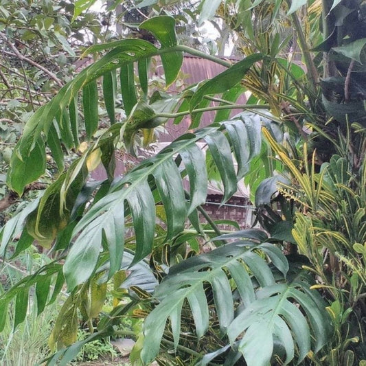 Daun Ekor Naga - Rhaphidophora Pinnata Schott Leaf (Powder and Dried)