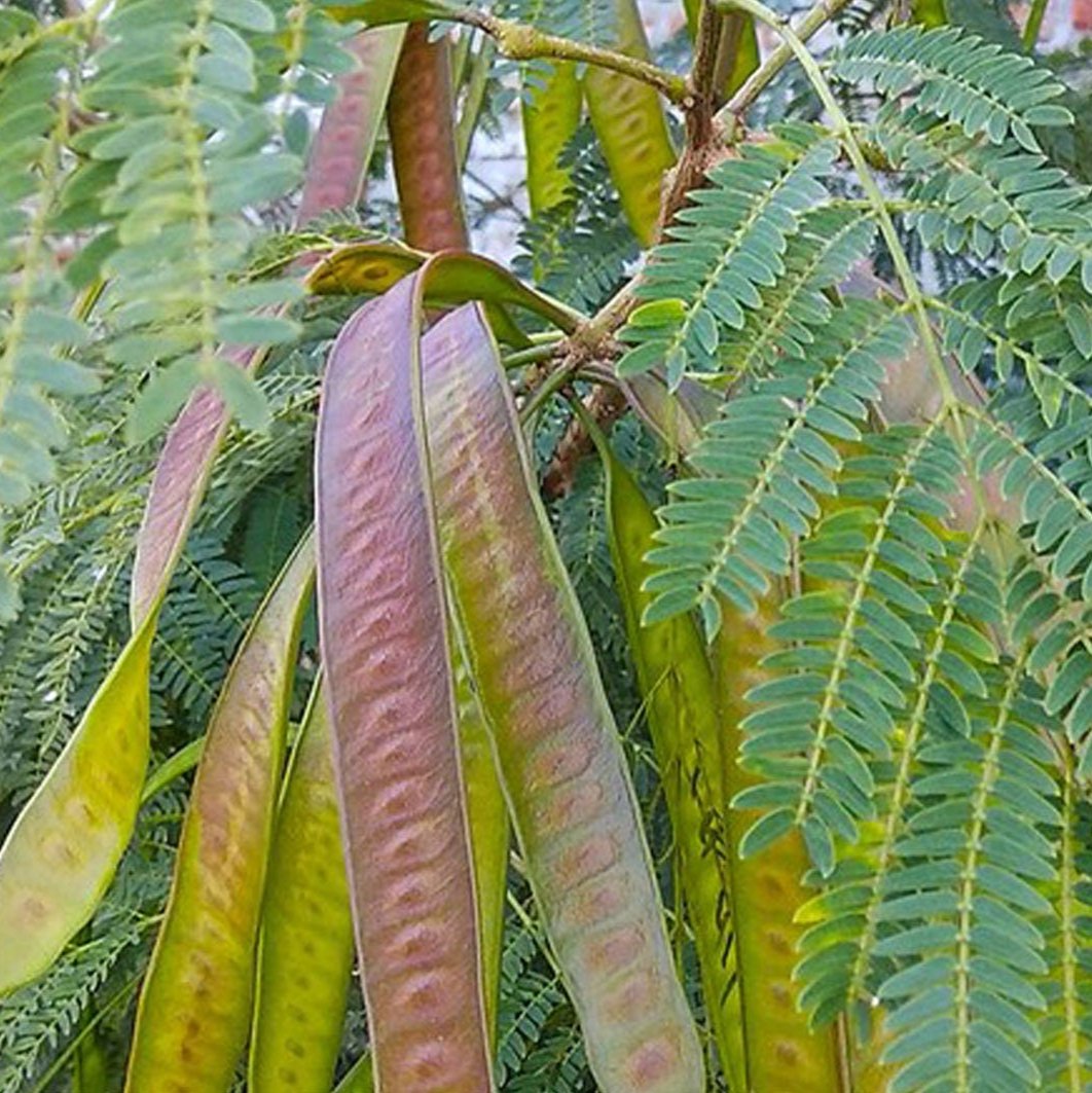 Petai Cina - Leucaena Leucocephala (Dried and Powder)