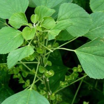 Tanaman Anting Anting - Acalypha Australis Linn/Acalypha indica L (Dried and Powder)