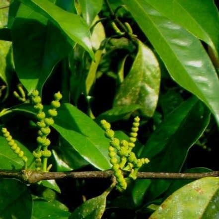 Daun Melinjo - Gnetum Gnemon Leaf (Dried and Powder)