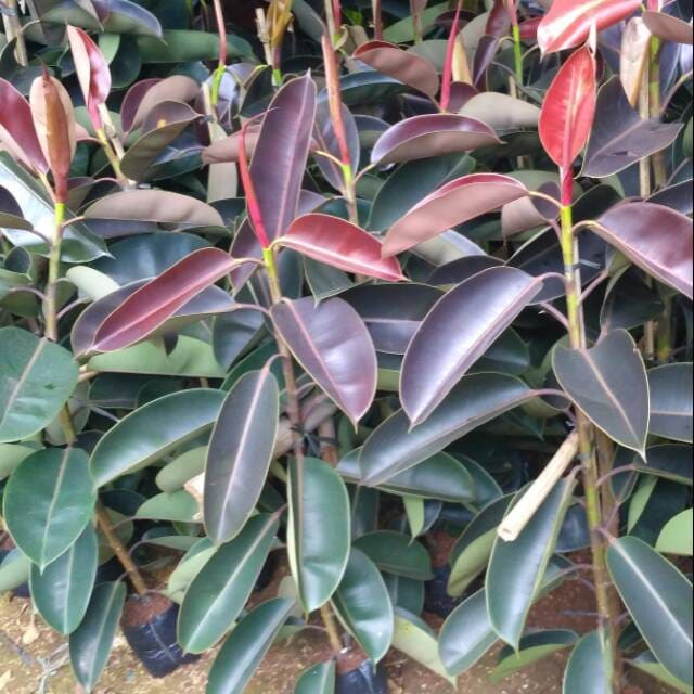 Daun Beringin Karet Kebo - Ficus Elastica Leaf (Powder and Dried)