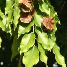 Daun Angsana - Pterocarpus Indicus Leaf (Dried and Powder)