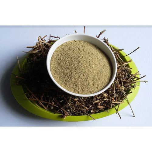Lenglengan - Leucas Lavandulifolia Leaf (Dried and Powder)