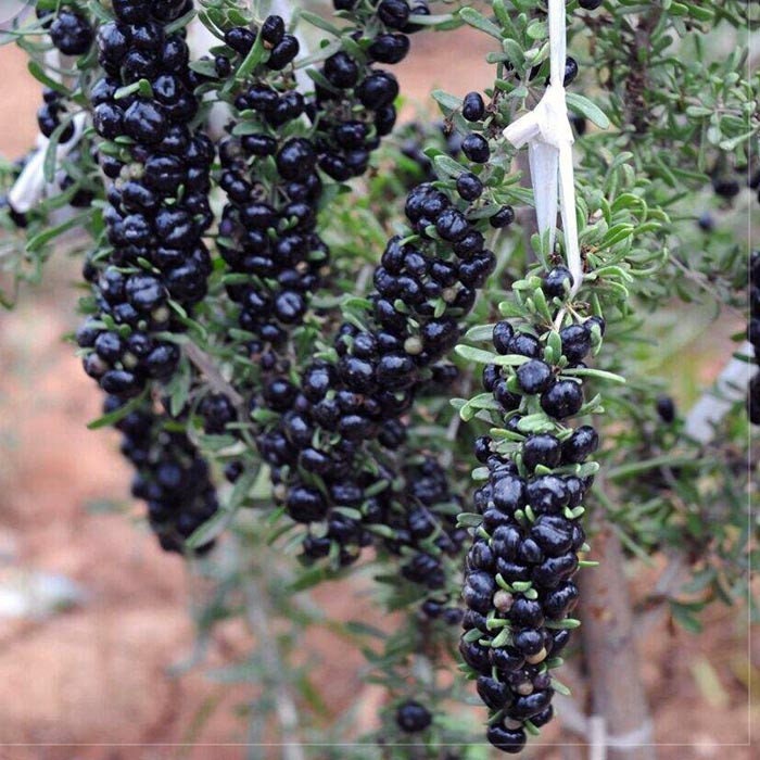 Teh Goji Berry Hitam Kering (Black Wolfberry Dried)