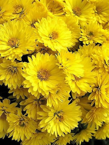 Teh bunga krisan (Chrysanthemum Dried)