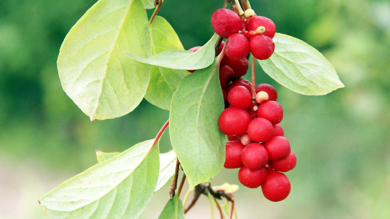 Teh Schisandra berry (Schisandra berry)