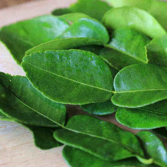 Daun Jeruk Purut - Kaffir Lime Leaf (Citrus hystrix ) Dried and Powder
