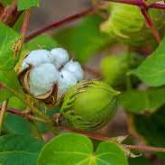 Daun Kapas Bubuk - Gossypium hirsutum L Leaf Powder
