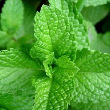 Daun Mint Bubuk - Mentha × piperita Leaf Powder