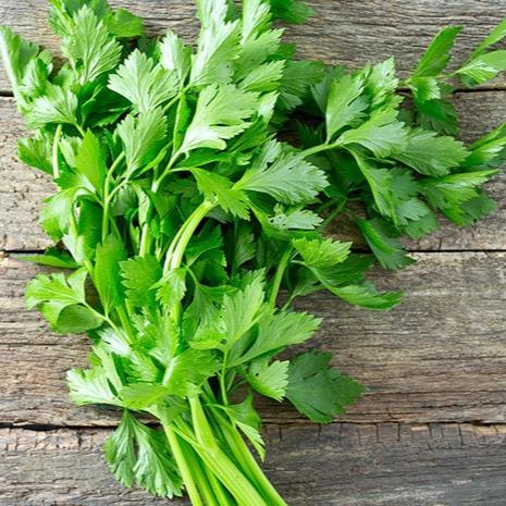 Daun Seledri - Apium graveolens Leaf (Dried and Powder)