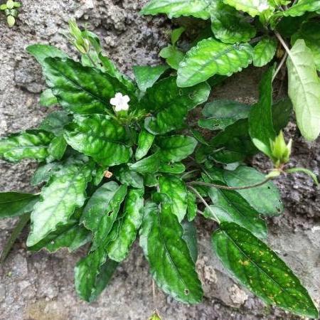 Daun Gempur Batu - Ruellia Napifera Zoll. & Moritzi Leaf (Dried and Powder)