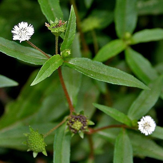 Daun Urang Aring - Eclipta prostrata Leaf (Dried and Powder)