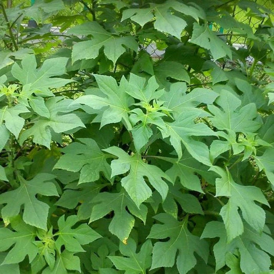 Daun Insulin/ Yakon - Smallanthus sonchifolius Leaf (Dried and Powder)