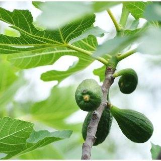 Daun Tin - Ficus carica Leaf (Dried and Powder)