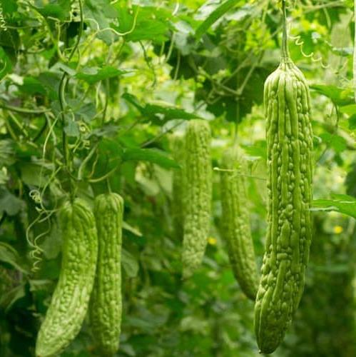 Buah Pare - Momordica charantia (Dried and Powder)