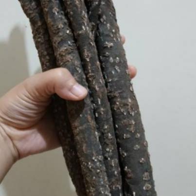 Kulit Krangean  Kering- Litsea cubeba Dried