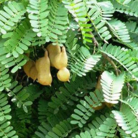 Daun Asam Jawa - Tamarindus Indic Leaf (Dried and Powder)