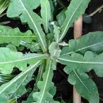 Daun Tempuyung - Sonchus Arvensis Leaf (Dried and Powder)