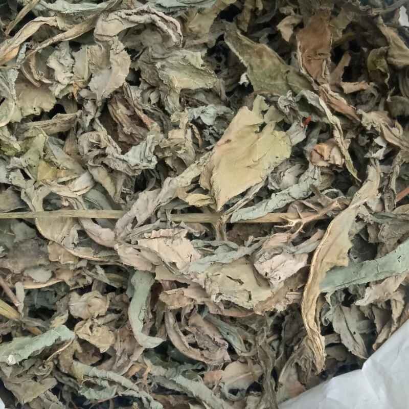 Daun Tempuyung - Sonchus Arvensis Leaf (Dried and Powder)