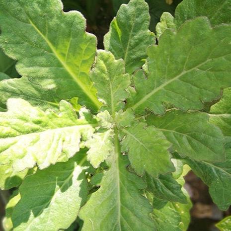 Daun Dewa - Gynura Divaricata Leaf (Dried and Powder)