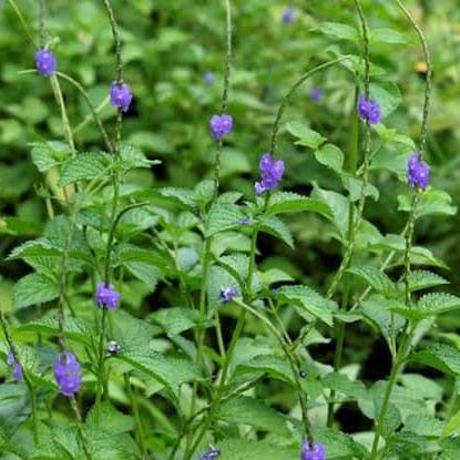 Paku Ekor Pecut Kuda Bubuk - Stachytarpheta Powder