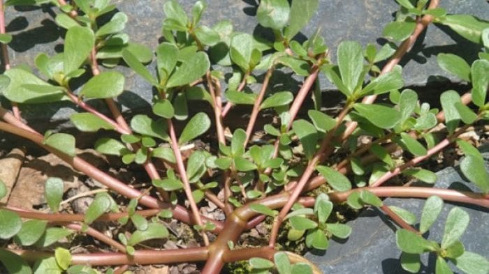 Daun Krokot Merah Bubuk - Portulaca Oleraceae Leaf Powder