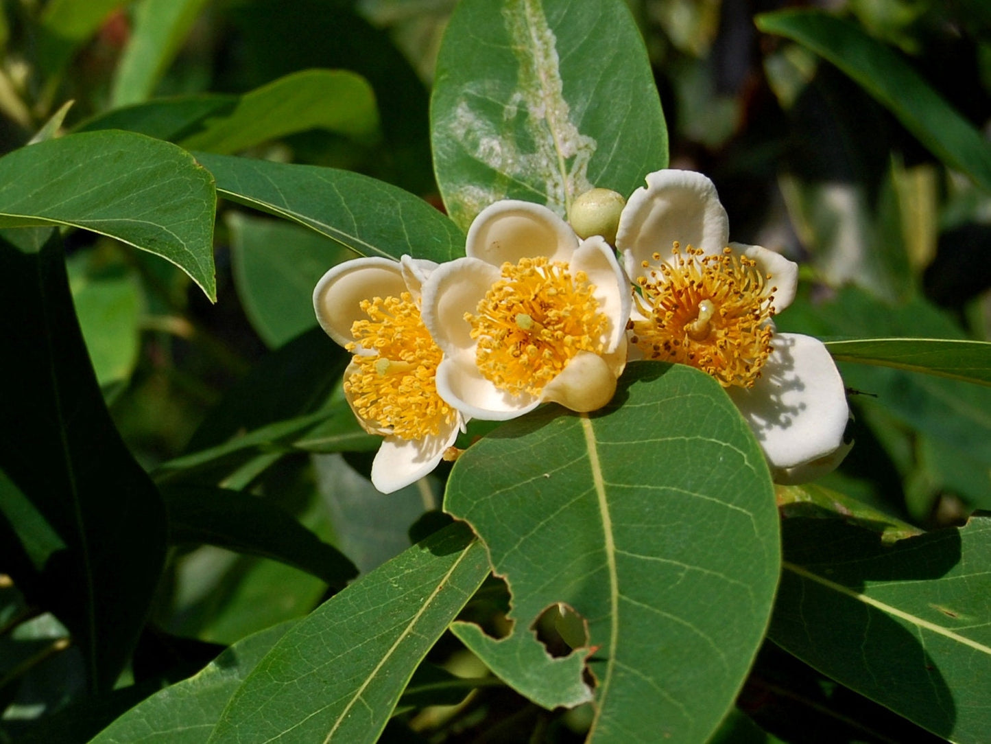 Bunga Puspa Kering - Schima wallichii Dried