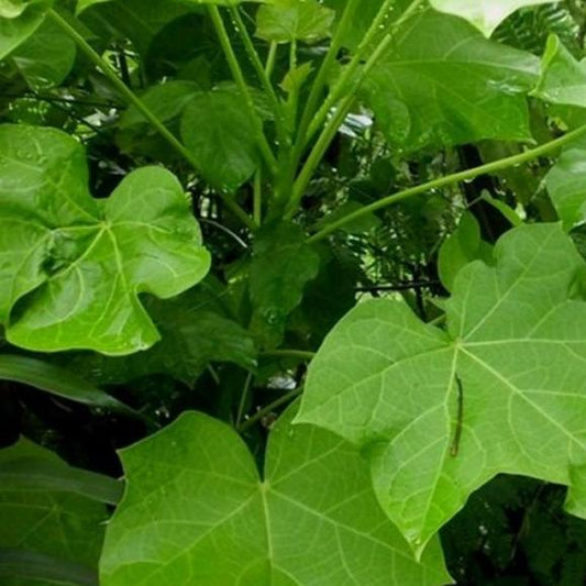 Daun Jarak Hijau Bubuk - Ricinus Communis Leaf Powder