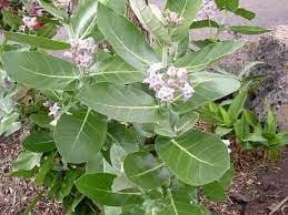 Daun Widuri Bubuk - Calotropis Gigantea Leaf Powder