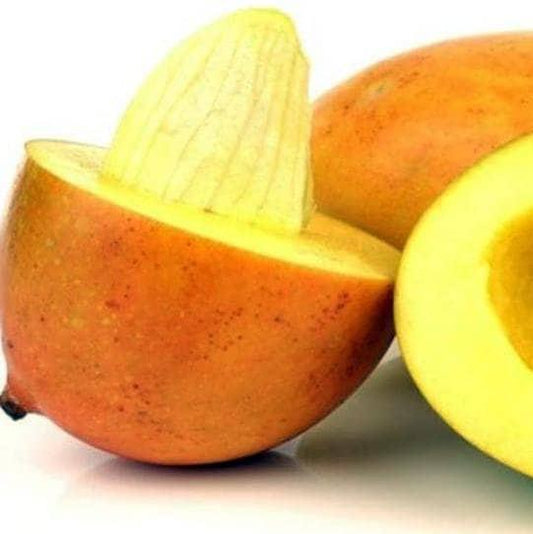 Biji Mangga Kering (Dried Mango Seeds)