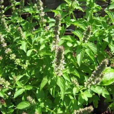 Lampes Klampes Bubuk - Ocimum Basilicum Powder
