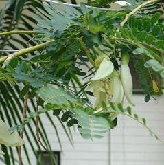 Daun Turi - Sesbania Grandiflora Leaf (Powder and Dried)
