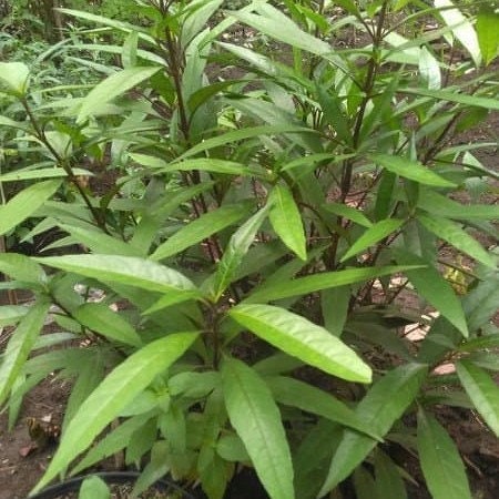 Daun Gandarusa - Justicia Gendarussa Leaf (Dried and Powder)