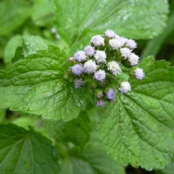 Daun Bandotan - Ageratum Conyzoides Leaf (Powder and Dried)