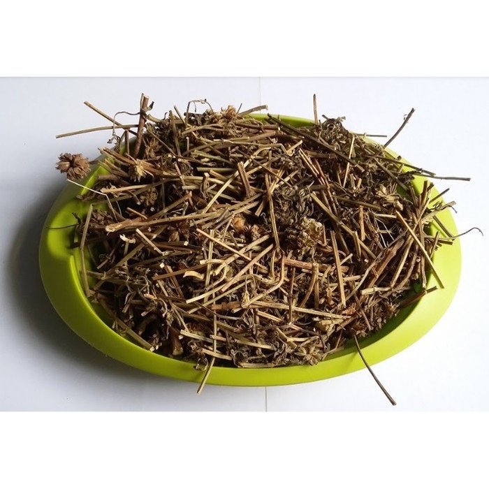 Lenglengan - Leucas Lavandulifolia Leaf (Dried and Powder)