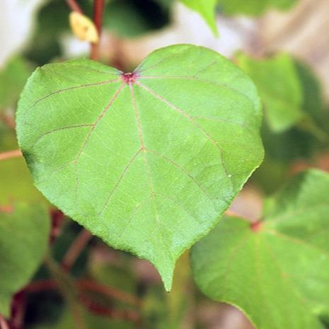 Daun Waru - Hibiscus Tiliaceus Leaf (Dried and Powder)
