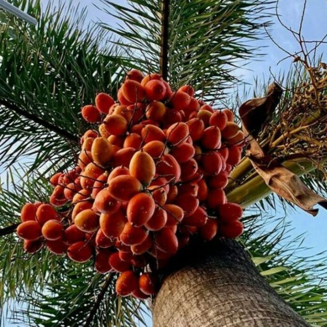 Biji Palem Ekor Tupai Kering (Wodyetia bifurcata ) Dried Seed