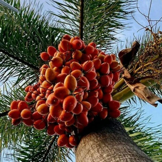 Biji Palem Ekor Tupai Kering (Wodyetia bifurcata ) Dried Seed