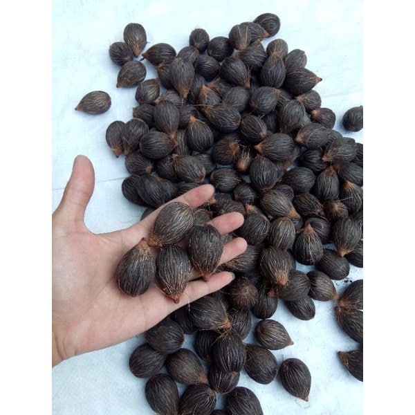 Biji Palem Ekor Tupai Kering (Wodyetia bifurcata ) Dried Seed