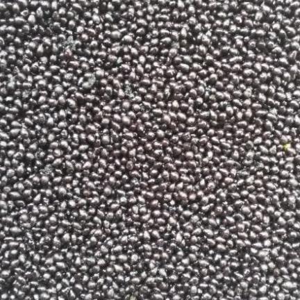 Biji Palem merah Kering (Cyrtostachys renda Seed Dried)