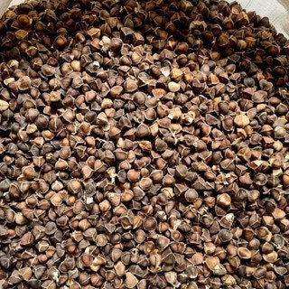 Biji Kelor Hitam - Moringa oleifera (Dried and Peeled Seeds)